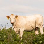 Cattle price fall due to season | Prime market update