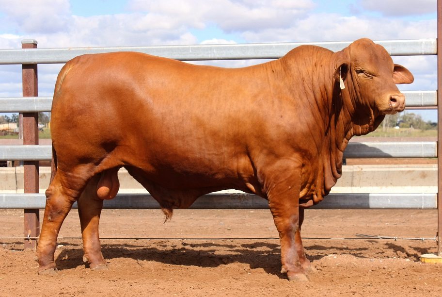 Weekly genetics review: Which way to swipe? The challenges of using photos in bull selection