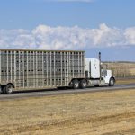 Spartacus barley crop's tough start pays off