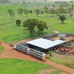 St George Pinnacle Boer Goat Sale attracts buyers from six states | Queensland Country Life