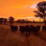 Heart Angus lifts average by $127 on 2021 result