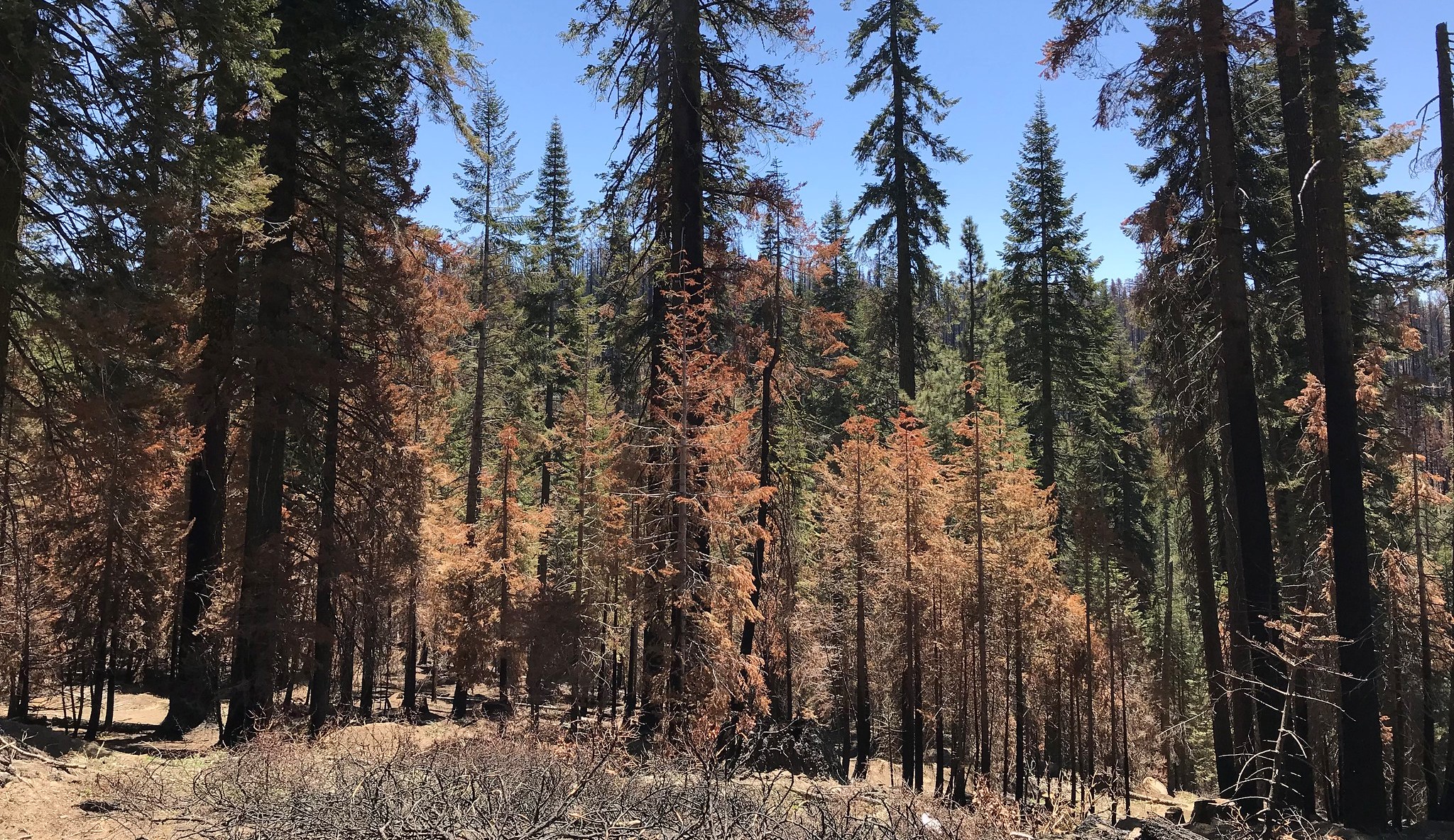 ‘Seed bombs’ heal wildfire-damaged lands