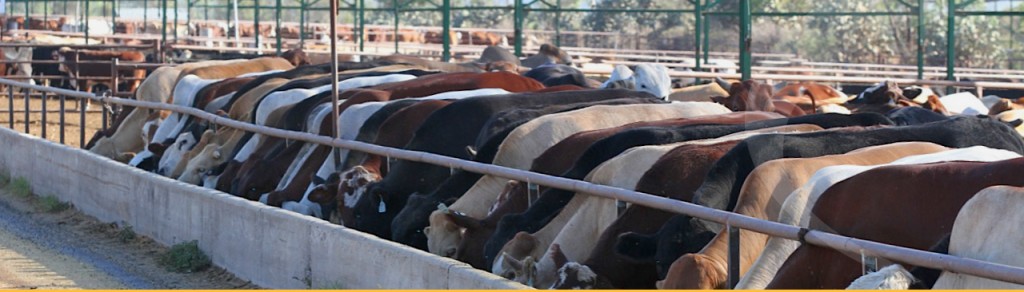 Mort & Co secures 50pc share in Warwick’s Yarranbrook feedlot