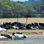 Using stockpiled forage to combat fuel prices