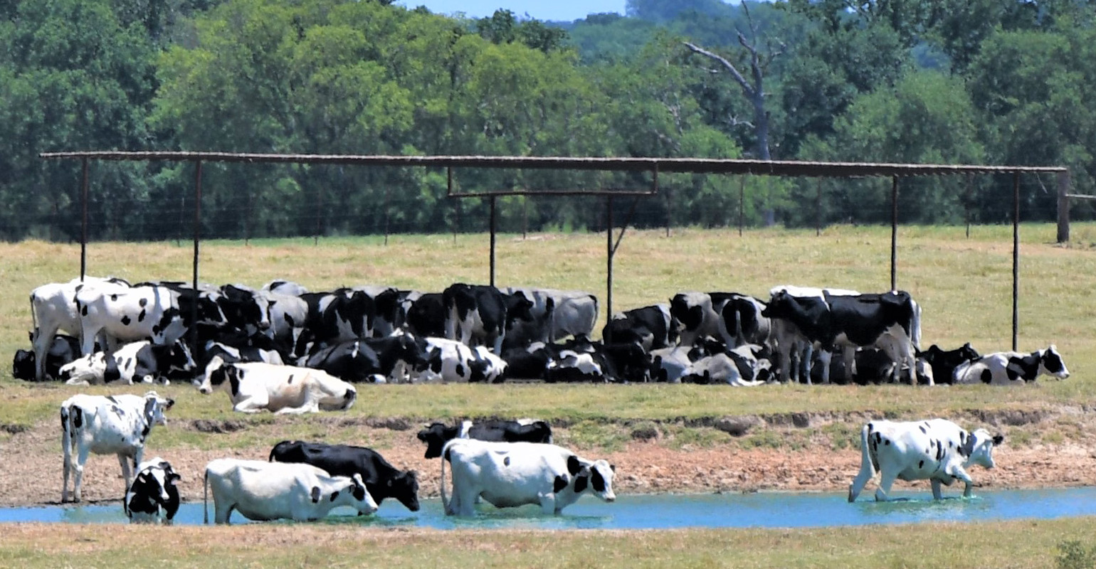 Triple-digit temperatures deepen Texas drought