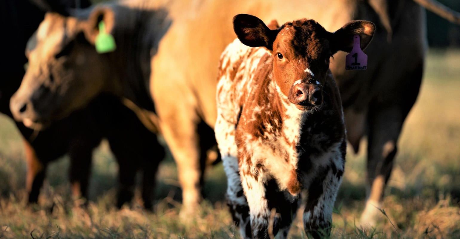 Post-drought herd recovery | Beef Magazine