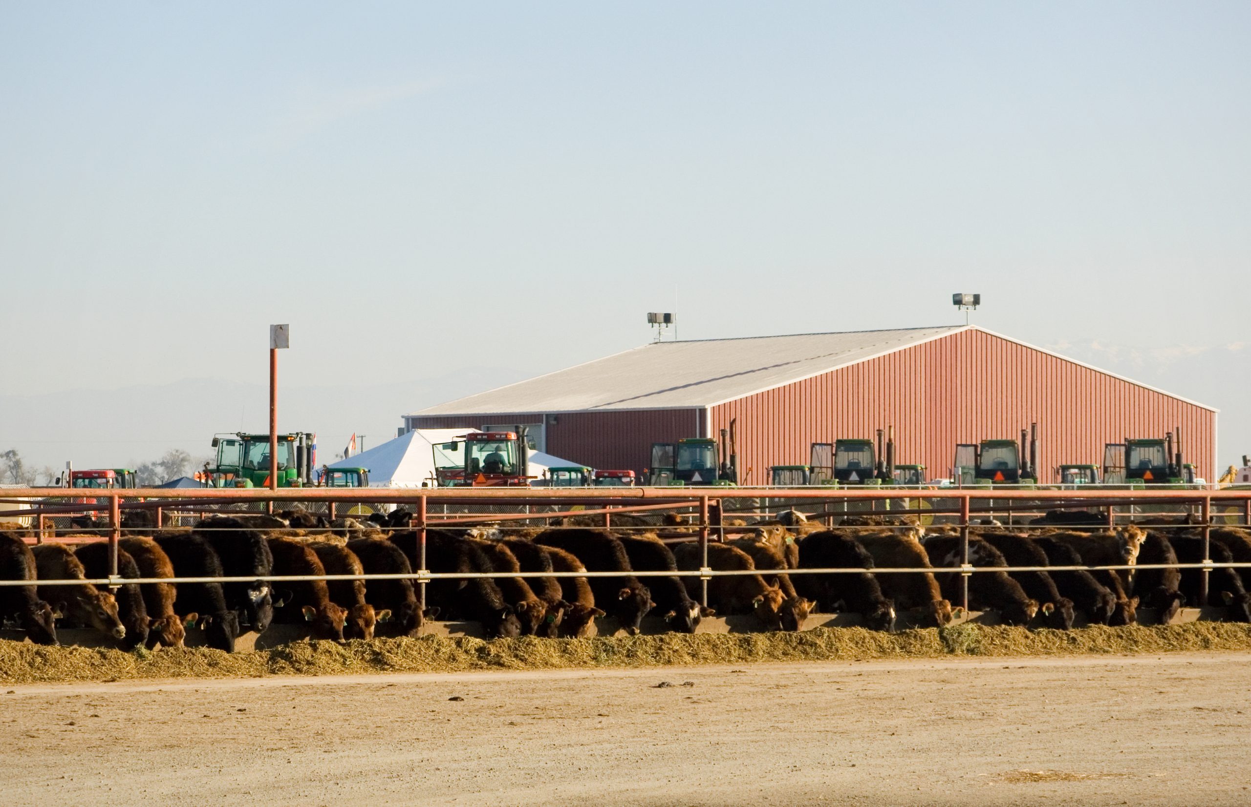 Cattle feeders enjoying a hot run