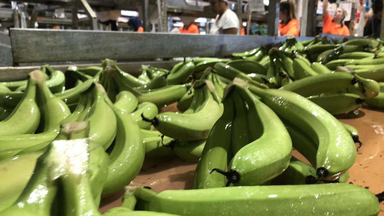 Banana freckle re-emerges in Northern Territory