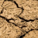 Boom time for Gwydir wetlands