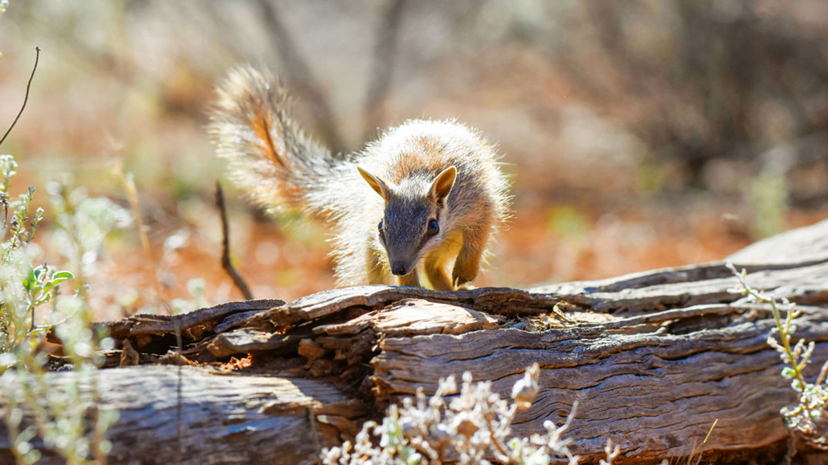 Renewed hope for Australia’s Wildlife