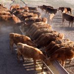 Branding and vaccination of fall born calves