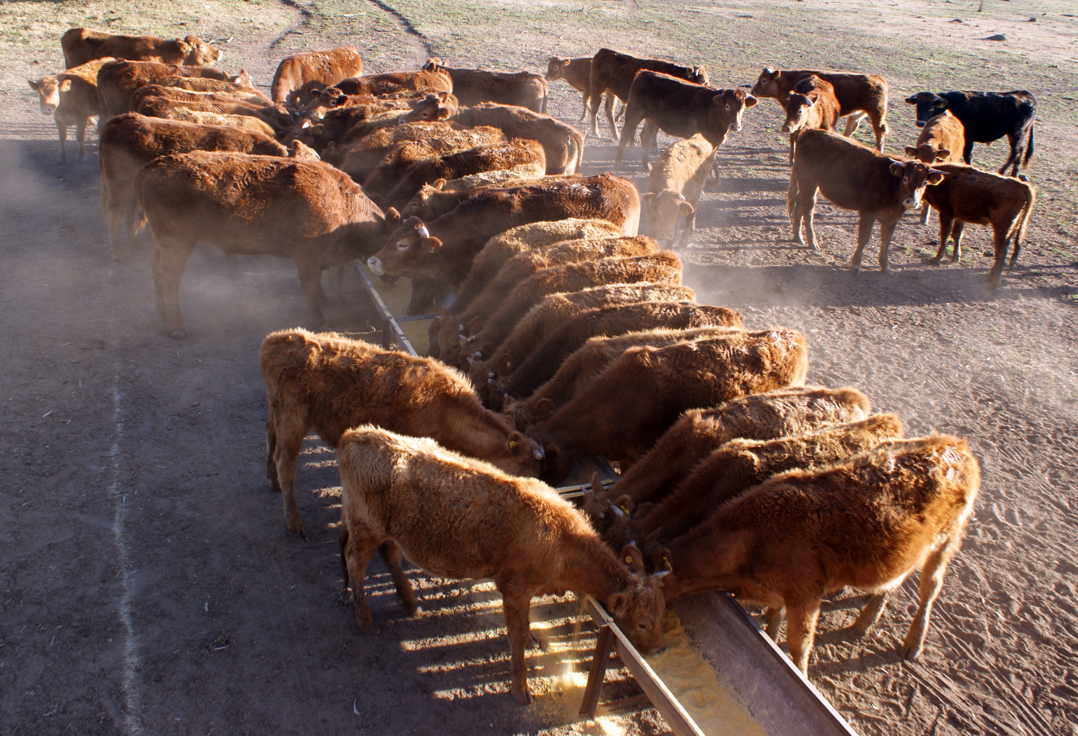 Counter-seasonal opportunity for | Beef Magazine