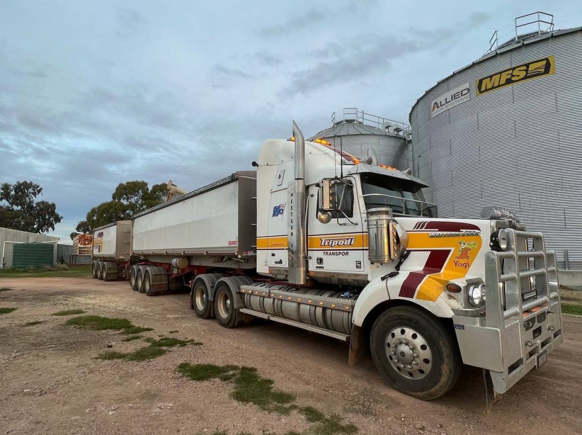 Feedgrain Focus: ASW holds in softening market