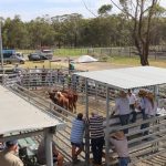 Country Universities almost doubles expected enrolments at Balonne centre