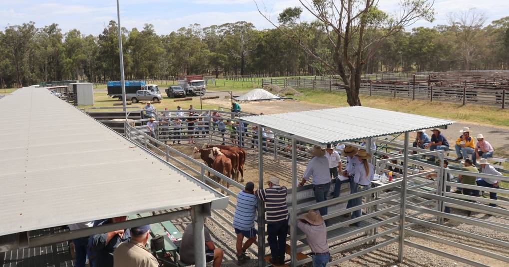 Buyers support Maitland flood affected cattle sale