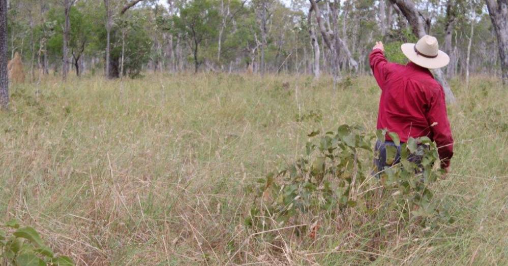 Bamboo offers cattle, carbon flexibility