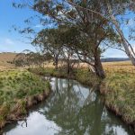 CPC buys at Booragul Angus sale