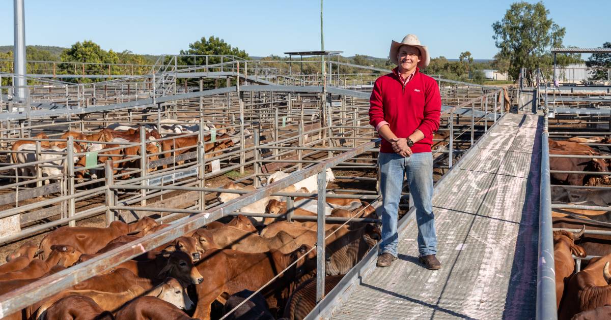 Recent wet weather sees reduced yarding at Charters Towers