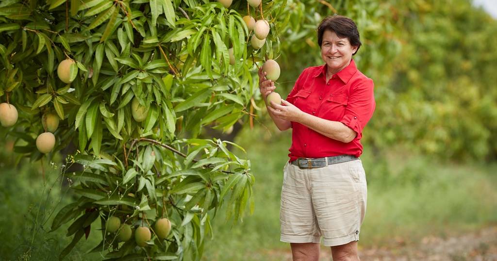 Katherine mango growers gain commercial rights to three new varieties | North Queensland Register