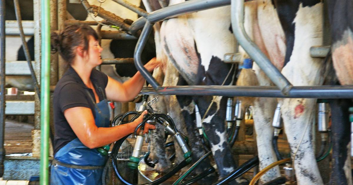 Milk price goes up 25c a litre at supermarkets