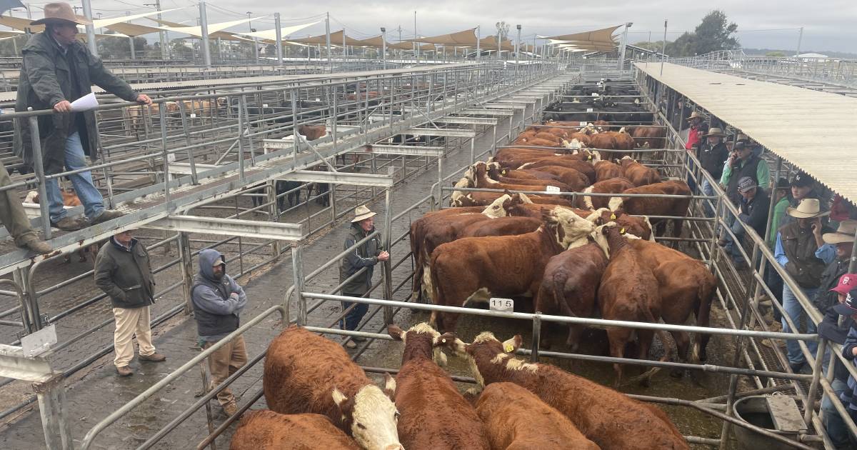 Braford herd dispersal shines at Dubbo store sale