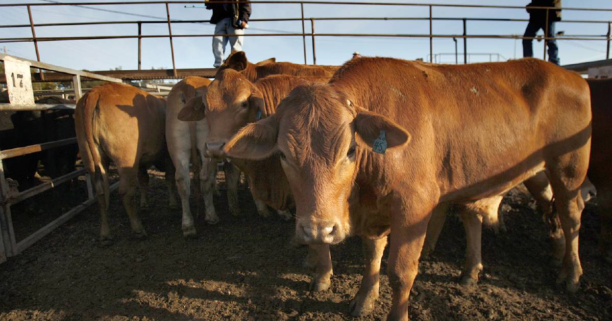 'A stark reminder' of the devastation foot and mouth could bring to agriculture if it entered Australia