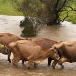 Leading US livestock researchers share insights on grazing management