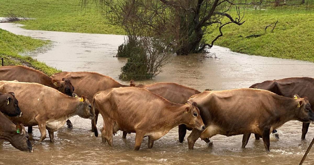 Moss Vale Road finally open, but more landslips block Kangaroo Valley River residents | The Land