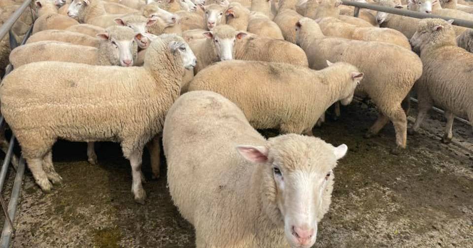 Trade lamb prices surge at NSW saleyards