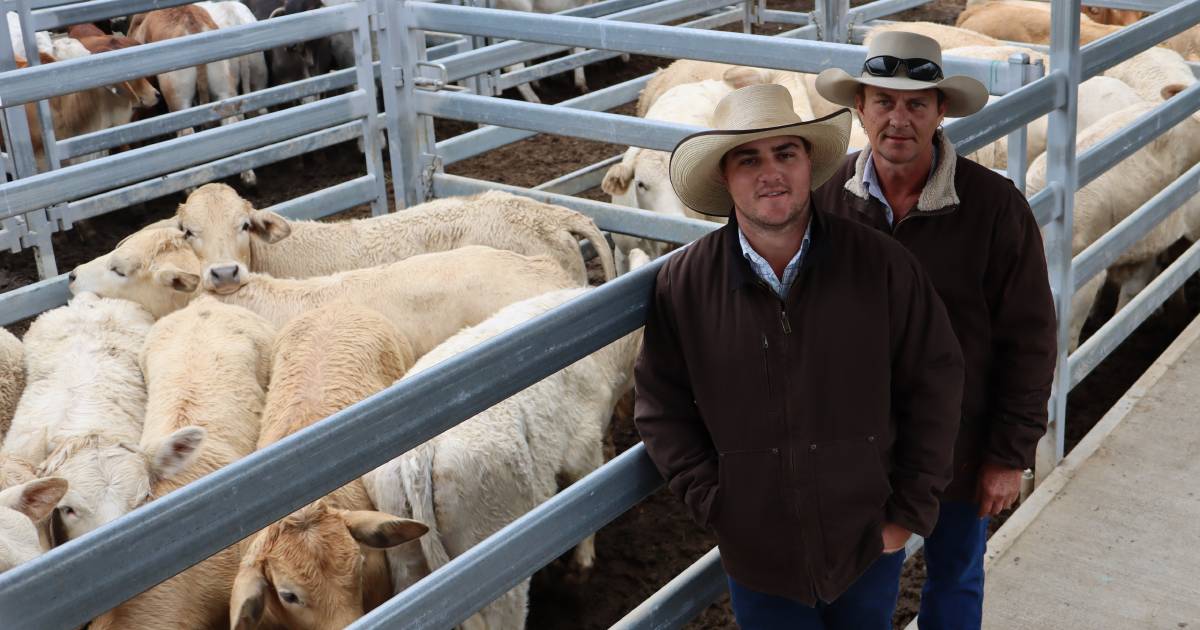 Weaner steers hold their value while heifers slide