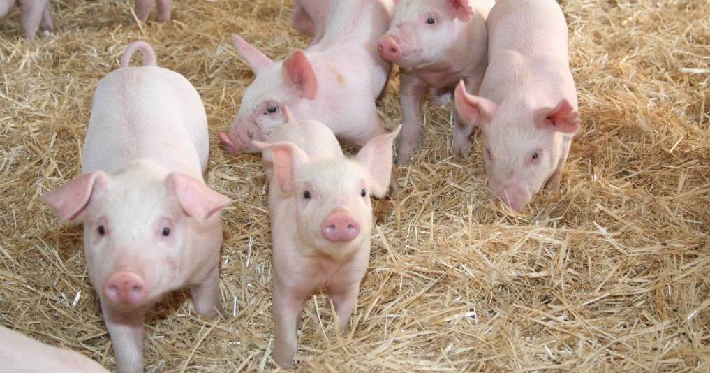 New stockfeed mill to benefit Westpork