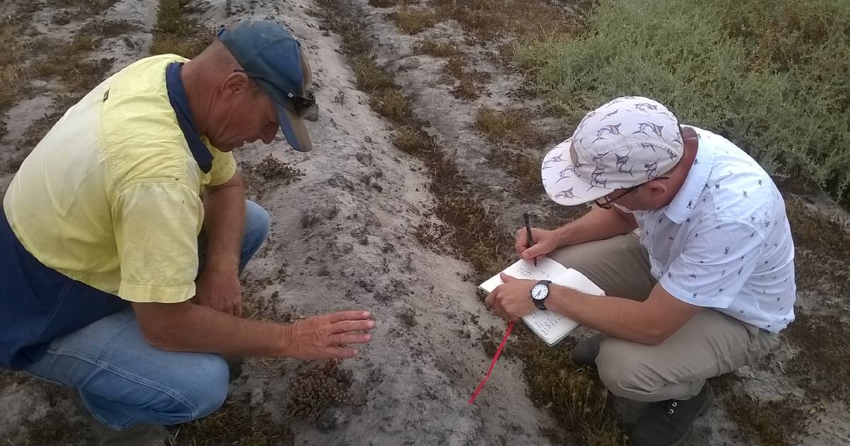 Tackling salinity with native bush food