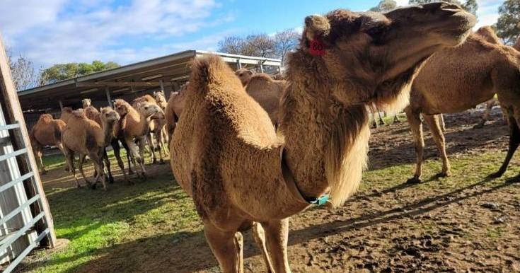 Camel dairy farm stock auction experiences wide interest