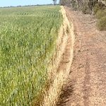 Projects help support sustainable cropping