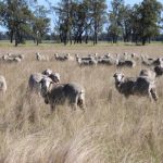 Biosecurity needs to be a top priority for new government | The Land