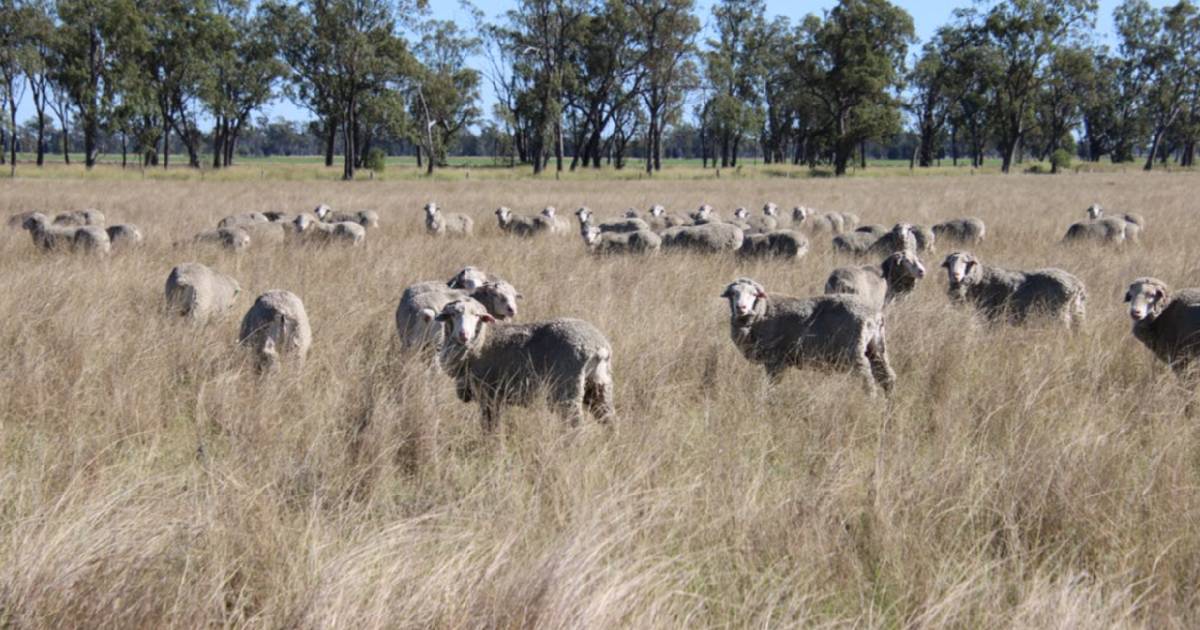 Versatile Millmerran country sells for $4343/acre