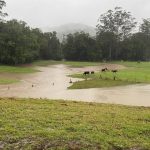 Cracking prices seen at Charters Towers special pre-weighed store sale