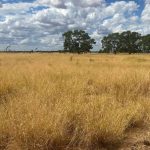 Larger yarding drawn at Mareeba