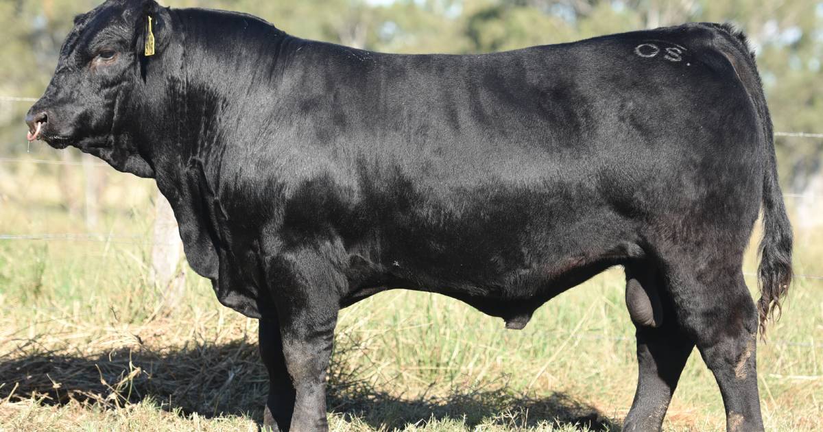 Special bull worthy of Sire Shootout runner up