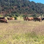 Limited lightweight cattle on offer at Emerald