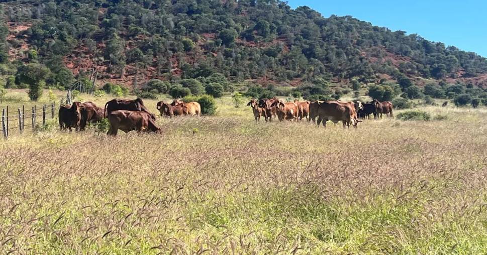 Springvale's buffel grass bonus