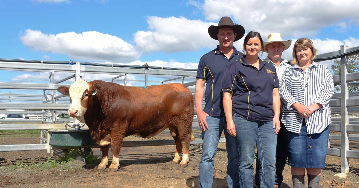 Queensland Simmental bull sale topped by South Australian studs | Queensland Country Life