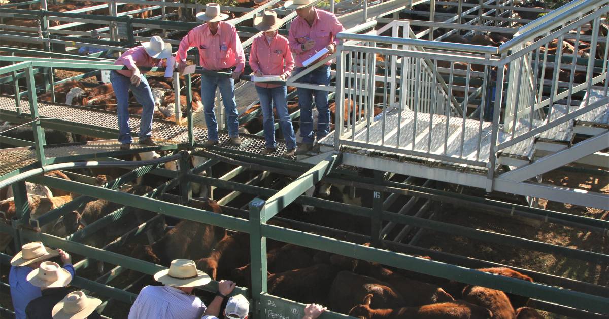 Cow and weaner heifer prices firm at Blackall