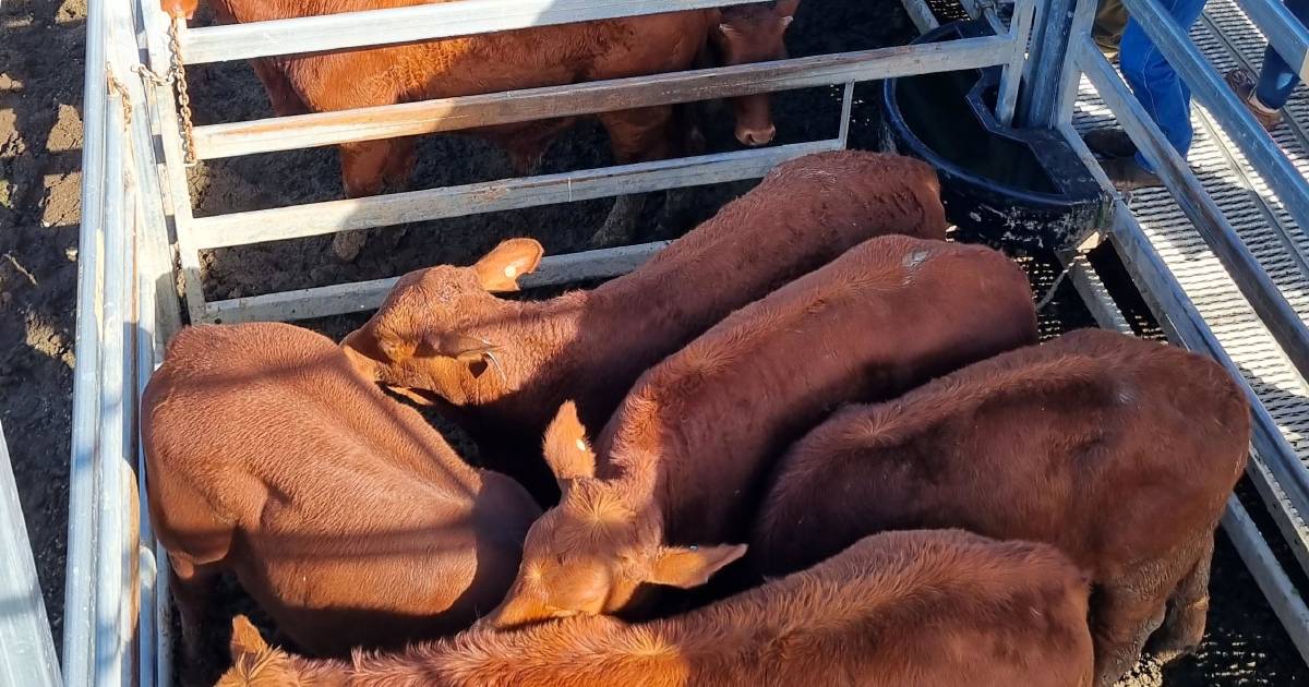 Santa cross weaner steers make $1820 at Beaudesert | Queensland Country Life