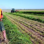 UWA PhD student Tanushree Halder digs into wheat’s root traits | Farm Weekly