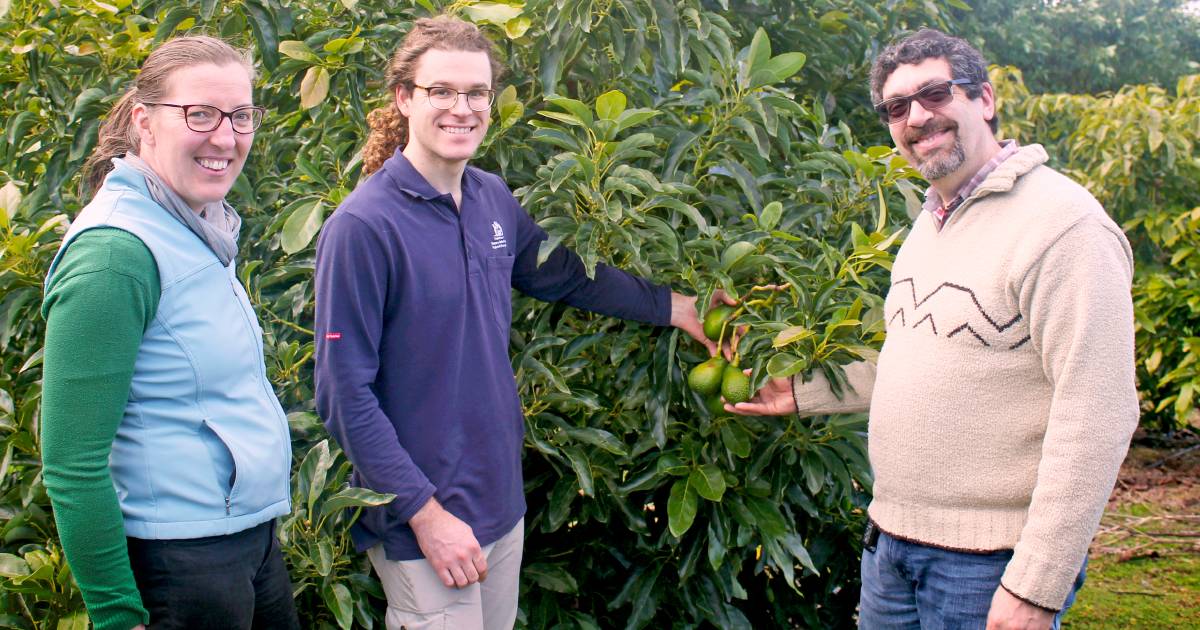 Research aims to help avocado industry flourish