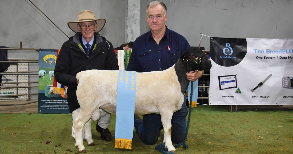 Kaya Dorper and White Dorper stud, Narrogin, dominates at Australian Sheep & Wool Show at Bendigo | Farm Weekly