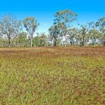 Cattle numbers up and prices down at Wodonga