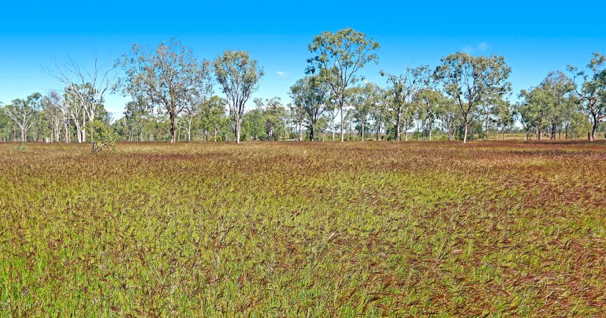 CQ breeder country Mountain Hut to auction