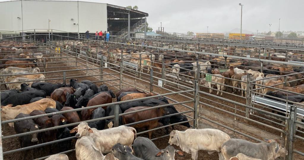 Charters Towers market eases